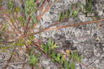 Seabeach evening primrose